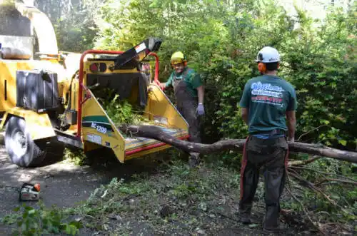 tree services Lenox